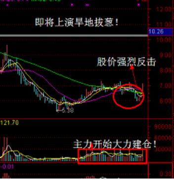旱地拔蔥形態