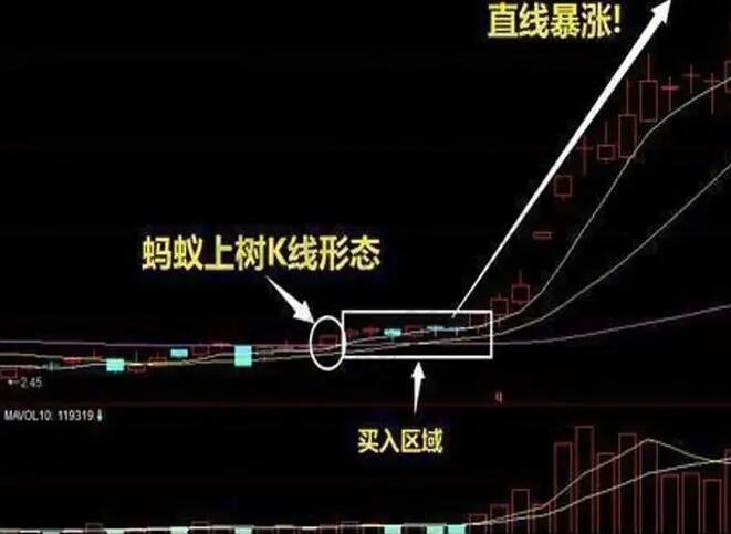 螞蟻上樹形態